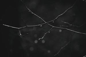 l'automne branches de une arbre habillé dans feuilles et gouttes de pluie brillant dans le Soleil photo