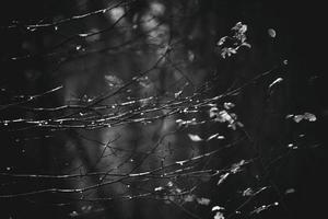 l'automne branches de une arbre habillé dans feuilles et gouttes de pluie brillant dans le Soleil photo