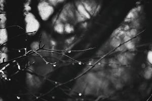 l'automne branches de une arbre habillé dans feuilles et gouttes de pluie brillant dans le Soleil photo