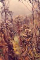 l'automne araignée la toile dans le brouillard sur une plante avec gouttelettes de l'eau photo