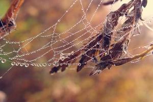 l'automne araignée la toile dans le brouillard sur une plante avec gouttelettes de l'eau photo