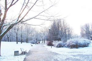 hiver paysage avec Frais neige et des arbres photo