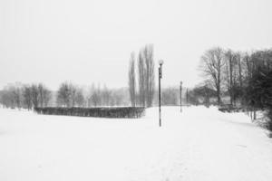 triste hiver blanc noir paysage avec des arbres dans le neige dans janvier photo