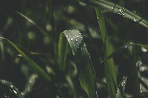 Contexte avec Frais gouttes de été pluie brillant dans le Soleil sur une herbeux champ photo