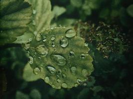 été plante avec gouttes de pluie sur vert feuilles photo