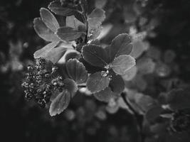 magnifique été plante avec gouttes de pluie sur le feuilles monochrome photo