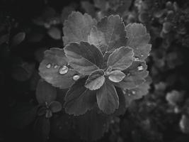 magnifique été plante avec gouttes de pluie sur le feuilles monochrome photo