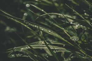 Contexte avec Frais gouttes de été pluie brillant dans le Soleil sur une herbeux champ photo