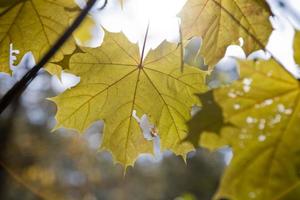 Contexte avec l'automne coloré érable feuilles photo