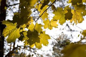 Contexte avec l'automne coloré érable feuilles photo