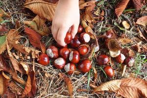 marron l'automne châtaignes dans le mains de une petit enfant photo