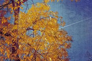 arbre branches avec d'or feuilles sur une Contexte de bleu l'automne ciel photo