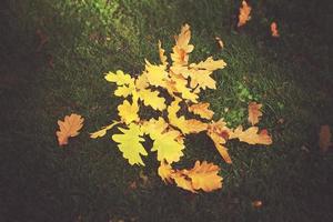 or brindille avec l'automne d'or feuilles mensonge sur vert herbe dans le chaud Soleil photo