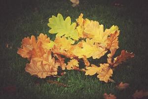 or brindille avec l'automne d'or feuilles mensonge sur vert herbe dans le chaud Soleil photo