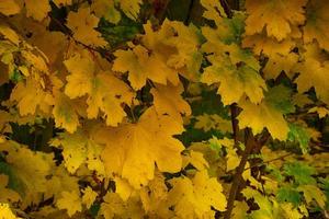 Contexte avec or vert déchue l'automne érable feuilles photo