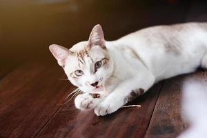 gris rayé chat prendre plaisir et en mangeant nourriture sur en bois sol avec Naturel lumière du soleil photo