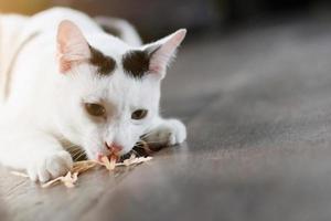 blanc chat prendre plaisir et en mangeant nourriture sur en bois sol avec Naturel lumière du soleil photo