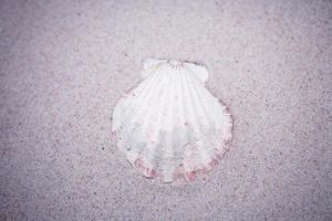 coquille le sable Contexte photo