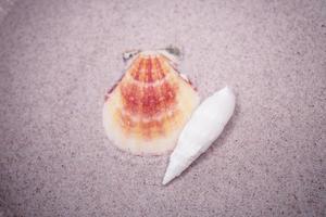 coquille le sable Contexte photo