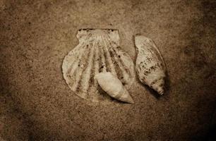 coquille le sable Contexte photo