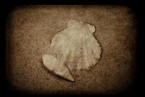 coquille le sable Contexte photo