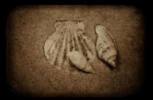 coquille le sable Contexte photo