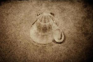 coquille le sable Contexte photo