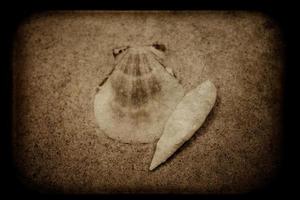 coquille le sable Contexte photo