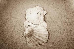 coquille le sable Contexte photo