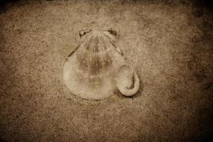 coquille le sable Contexte photo