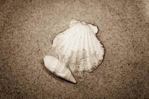 coquille le sable Contexte photo