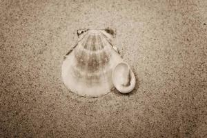 coquille le sable Contexte photo