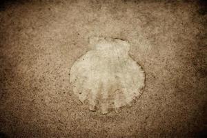 coquille le sable Contexte photo