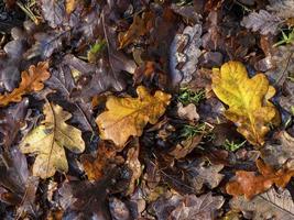 Litière de feuilles de chêne sur un sol boisé à la fin de l'automne