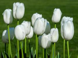 Belles fleurs de tulipes blanches dans un jardin photo