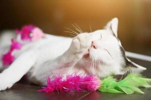 blanc chat prendre plaisir et se détendre sur en bois sol photo