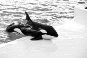 une spectacle de noir et blanc mammifères dans le zoo photo