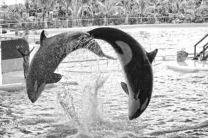 une spectacle de noir et blanc mammifères dans le zoo photo