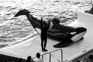 une spectacle de noir et blanc mammifères dans le zoo photo