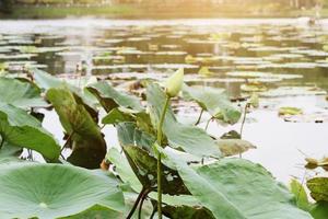 rose lotus bourgeon dans le étang avec Naturel lumière et rayon du soleil dans le l'eau lis fleurs jardin. photo