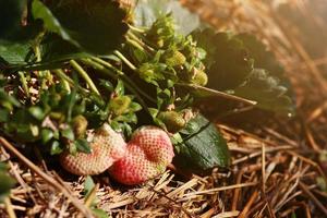 Frais rouge fraise avec fleurs et vert feuilles sur paille couverture sol dans plantation ferme sur le Montagne dans Thaïlande photo