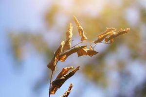 sec arbre branche sur bleu ciel avec Naturel lumière du soleil dans été saison photo