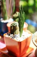 jardin cactus dans Naturel lumière du soleil photo
