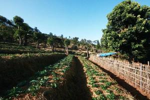 fraise Montagne ferme sur pente et étape avec lever du soleil sur colline dans Thaïlande photo