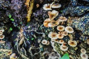 champignons forestiers dans la nature