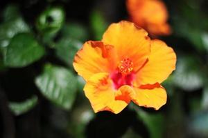 épanouissement hibiscus ou chaussure fleur dans Naturel lumière du soleil photo