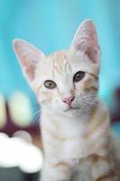 chaton Orange rayé chat prendre plaisir et se détendre sur en bois terrasse avec Naturel lumière du soleil photo