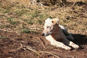 mignonne blanc chien se détendre avec magnifique le coucher du soleil dans herbe des champs photo