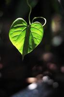 cœur forme feuilles avec Naturel lumière du soleil dans forêt photo