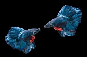 deux bleu Siamois combat poissons, betta splendens photo